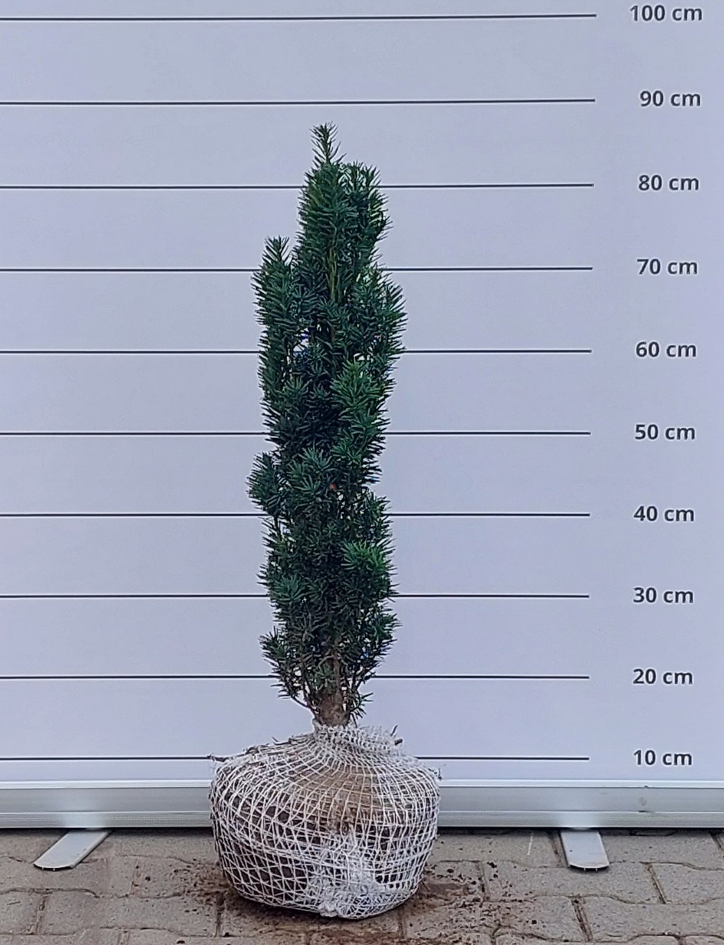 Taxus b. 'Fastigiata Robusta' - 60-70 CM RB